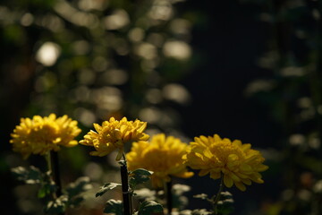 Yellow flowers of Chrysanthemum 'Choji Giku' in full bloom
