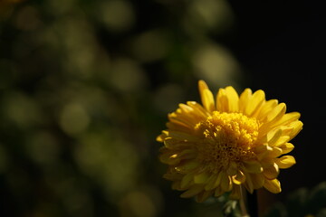 Yellow flowers of Chrysanthemum 'Choji Giku' in full bloom
