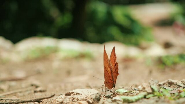Butterfly flying away from on the ground in nature forest, Close-up slow motion