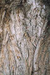 Relief texture of the brown bark of a tree .Tree bark texture. Relief creative texture of an old bark.poplar