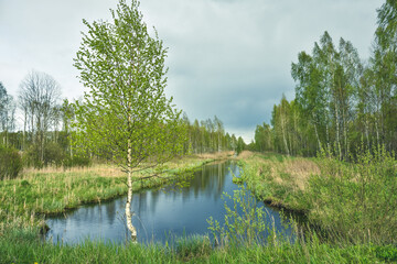 river flowing in a birch grove