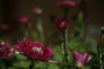 Red flowers of Chrysanthemum 'Edo Giku' in full bloom
