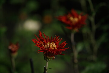 Red flowers of Chrysanthemum 'Edo Giku' in full bloom
