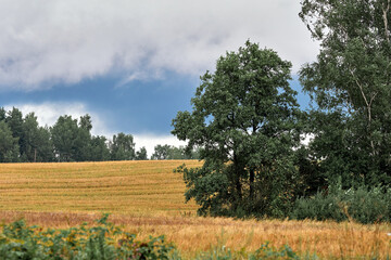 Mown wheat field, forest and sky in the clouds.