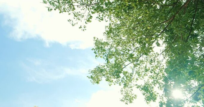 Looking up trees blowing in the wind with blue sky. Azure sky and bright cloud in daytime is beautiful. Branch of tree is beautiful bright green leaf and It is refresh for looking on summer time