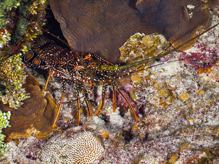 Spotted spiny lobster under a stony coral at night (Grand Cayman, Cayman Islands)