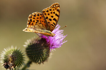 A butterfly sitting on a thistle flower, on a blurry brown background