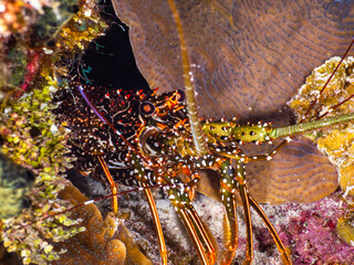 Spotted spiny lobster under a stony coral at night (Grand Cayman, Cayman Islands)