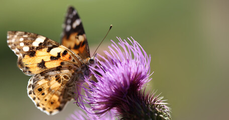 Amber butterfly on a thistle flower ... on a blurred background ..