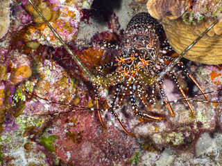 Spotted spiny lobster under a stony coral at night (Grand Cayman, Cayman Islands)