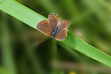 Brown beautiful moth on a leaf of grass, on a blurred green background