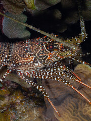 Spotted spiny lobster under a stony coral at night (Grand Cayman, Cayman Islands)