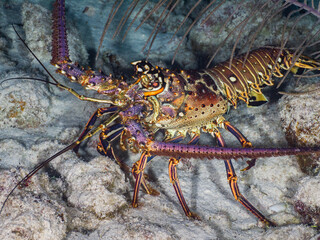 Caribbean spiny lobster in a coral reef at night (Grand Cayman, Cayman Islands)