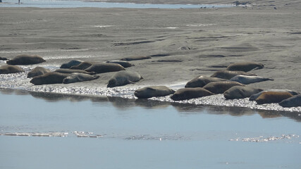 Les phoques de la Baie d'Authie © LechimEuraled