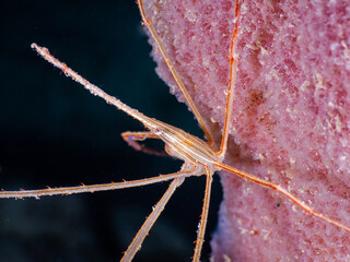 Yellowline arrow crab on a sea sponge (Grand Cayman, Cayman Islands)