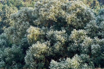 Leaves of trees in the wind as texture and background