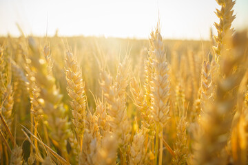 Wheat field at the sunset, evening outdoor agricultural scene