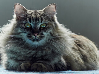 Portrait of a Norwegian forest cat on a light background