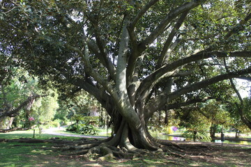 tree in the park