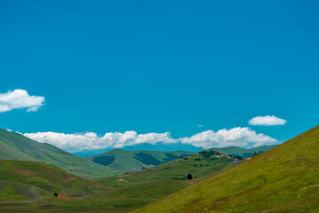 Blooming of lentil on Castelluccio di Norcia plain