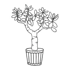 Plant in the pot. Fat woman, money tree. Vector stock illustration eps10. Hand drawing, outline. Isolate on a white background. 