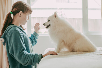 cute teen girl playing with japanese spitz puppy at home