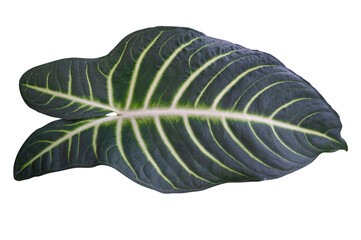 Calathea Ornata leaf isolated on white background with clipping path.