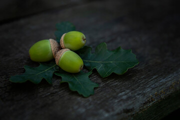 Unripe green acorns with oak leaves on a wooden table. Autumn harvest from nature. Close-up. Space...