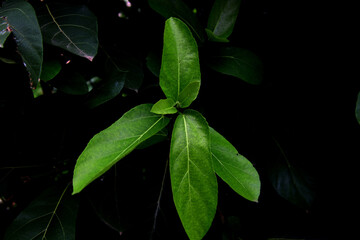 how beautiful a tree leaf looks