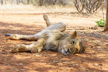 A relaxed kid male lion with spread legs and sleepy