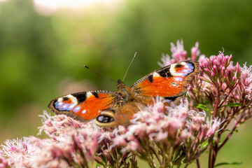 Large butterfly sits on a pink blossom against a blurred green background