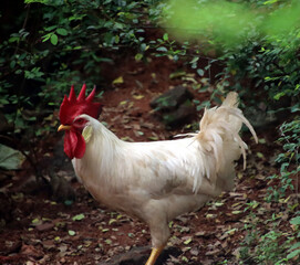 white hen is walking and watching 