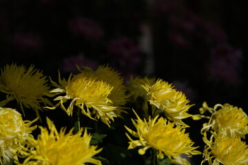 Yellow flowers of Chrysanthemum 'Edo Giku' in full bloom

