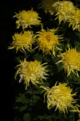 Yellow flowers of Chrysanthemum 'Edo Giku' in full bloom
