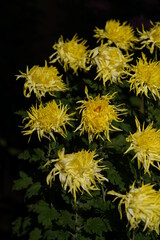 Yellow flowers of Chrysanthemum 'Edo Giku' in full bloom

