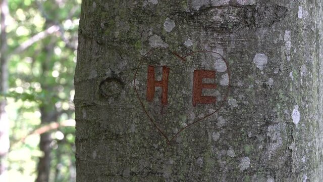 Carved heart with HE initials on tree bark - (4K)