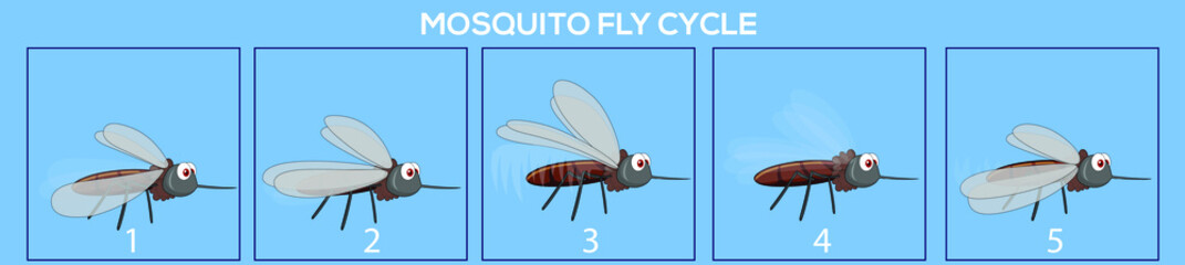 Mosquito frame by frame loopable vector file ready for 2D animation, the editable Illustration source file for motion graphics, infographics, animated video, explanatory, with a plain Blue Background