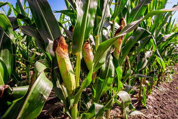 Corn field is damaged and drying because of long drought in summer. Close up of drying corn cobs.