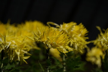 Yellow flowers of Chrysanthemum 'Edo Giku' in full bloom
