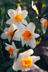 Fototapeta na wymiar Closeup view of narcissus flowers in a garden
