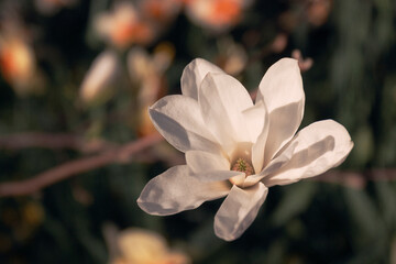 Fototapeta na wymiar Closeup view of a magnolia flower in a garden