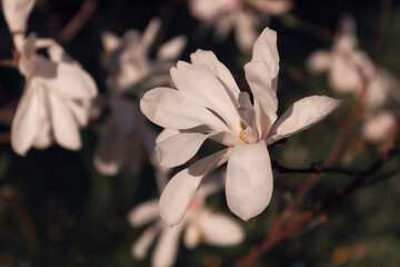 Closeup view of a magnolia flower