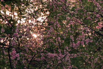 Fototapeta premium Almond tree flowers in a garden in a sunlight