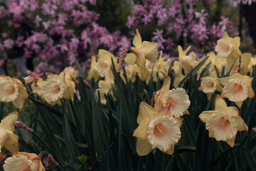 Narcissus and magnolia flowers in a garden