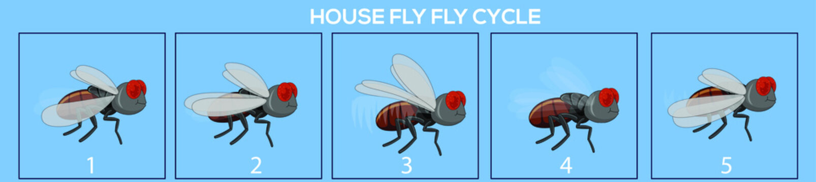 Housefly frame by frame loopable vector file ready for 2D animation, the editable Illustration source file for motion graphics, infographics, animated video, explanatory, with a plain Blue Background