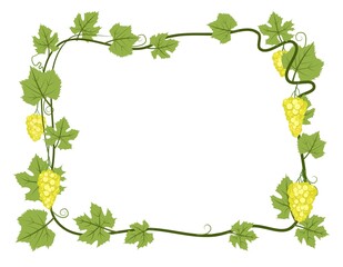 Rectangular Frame. Vine with foliage and bunches of grapes. Viticulture and farming. Branches with berries on a dense bush. Young vineyard. Sweet autumn harvest. Isolated on white background. Vector