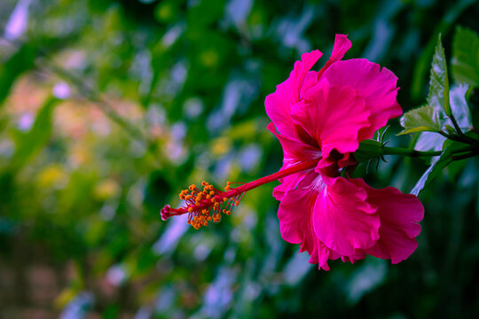Pink Hibiscus blooming in the garden