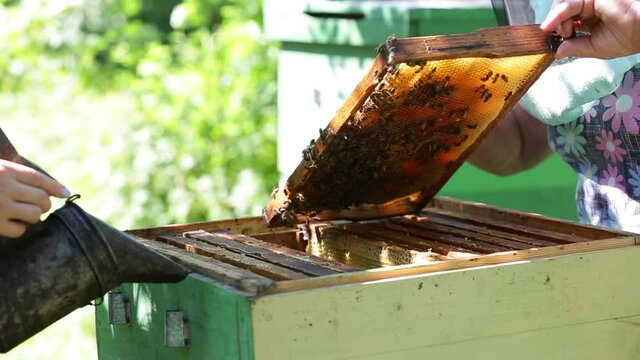 the beekeeper checks the frame with honey, on which the bees are crawling