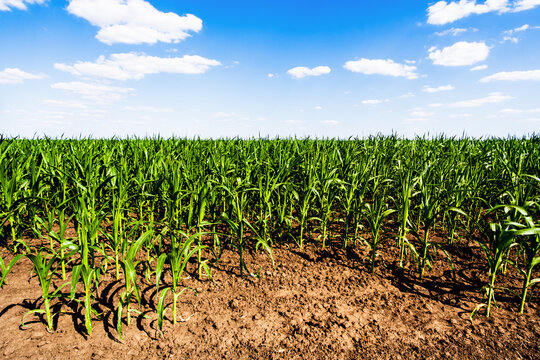 Corn field in summertime. Landscape image of green corn field with blue sky.