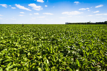 Fototapeta na wymiar Sugar beet (beta vulgaris) agricultural field in summer. Agricultural landscape.